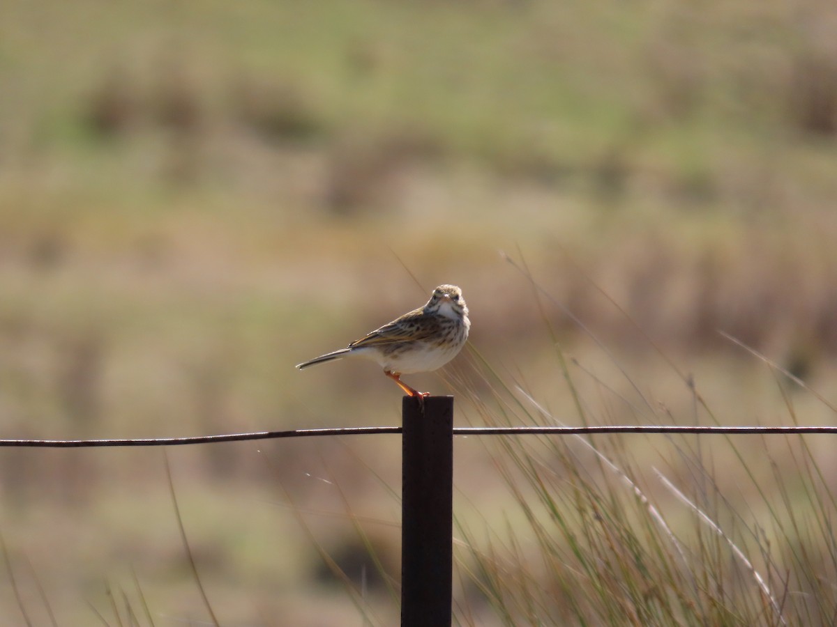 Australian Pipit - ML638529135