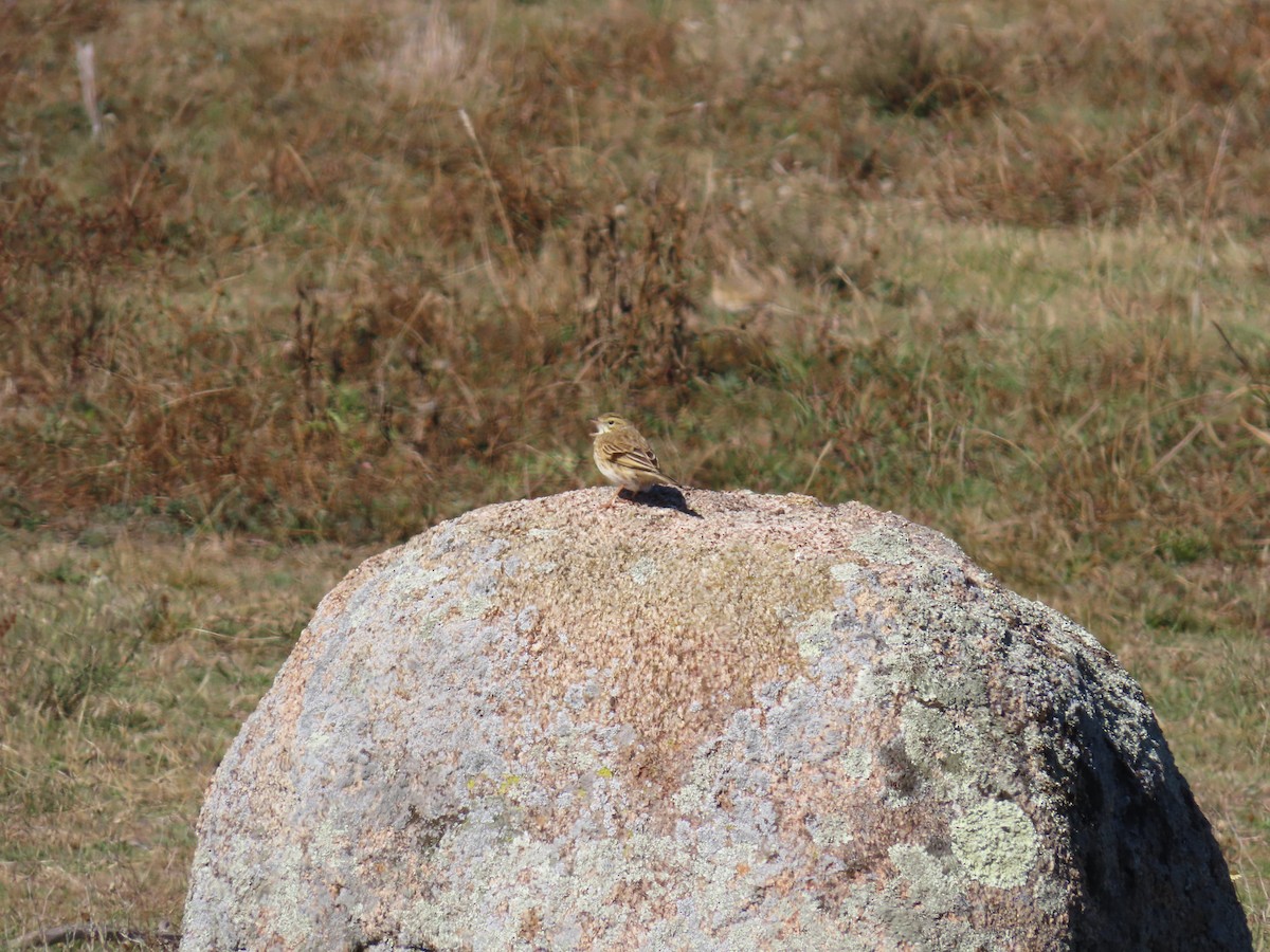 Australian Pipit - ML638529136
