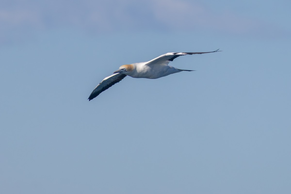 Australasian Gannet - ML638529183
