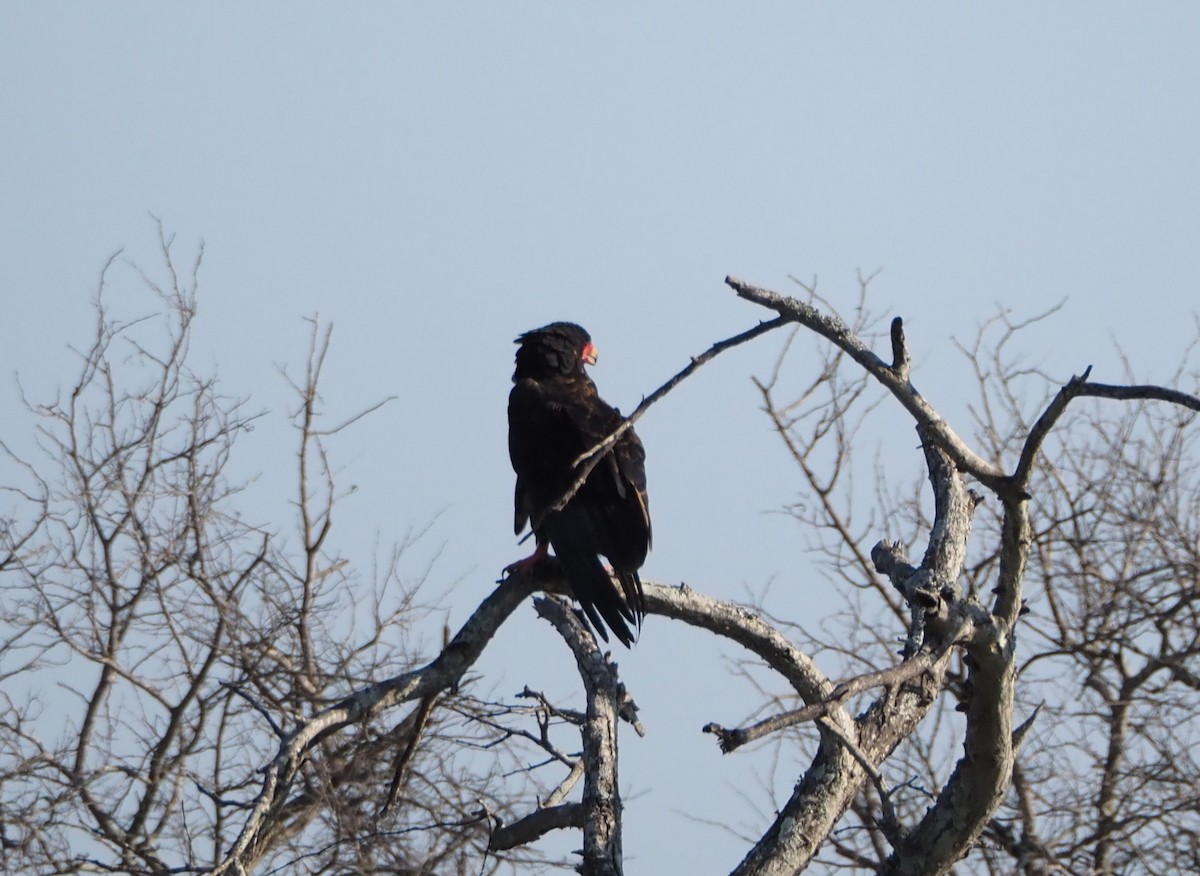 Bateleur - ML638529221