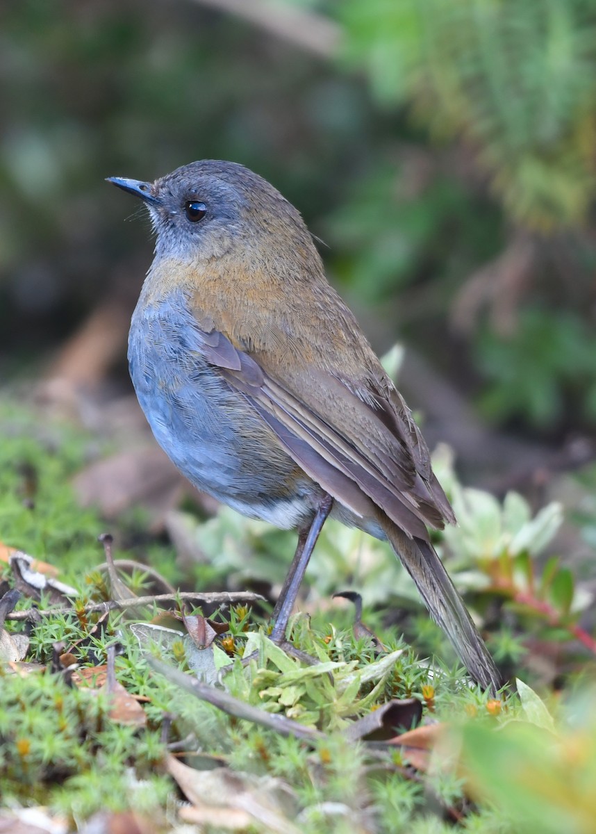 Black-billed Nightingale-Thrush - ML638529222