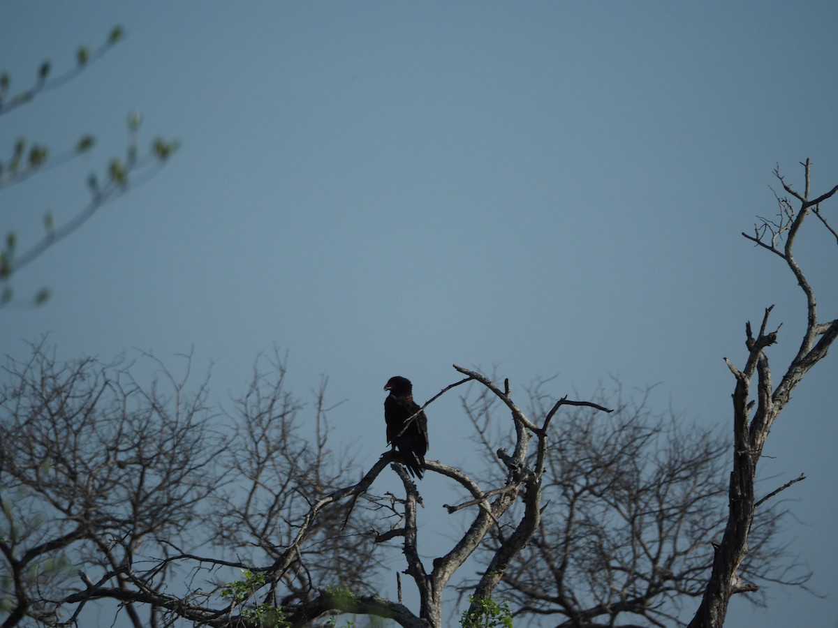 Bateleur - ML638529223