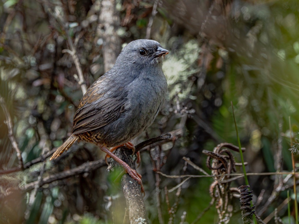 Neblina Tapaculo - ML638529224