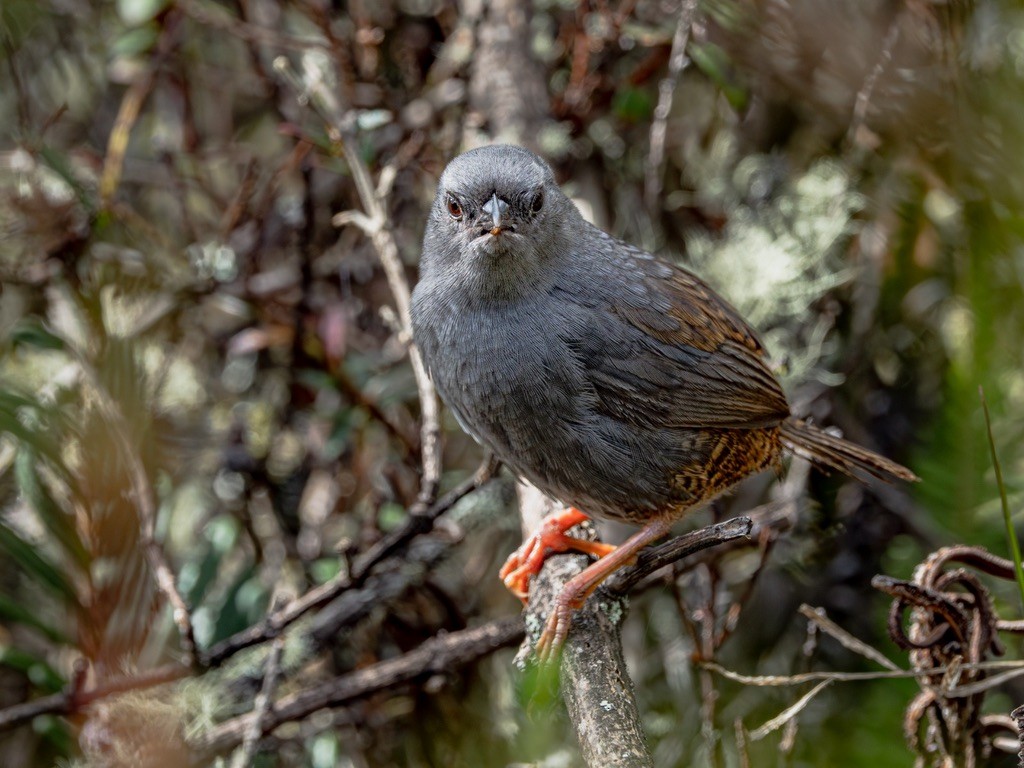 Neblina Tapaculo - ML638529228