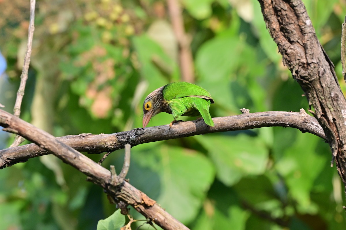 Lineated Barbet - ML638529231