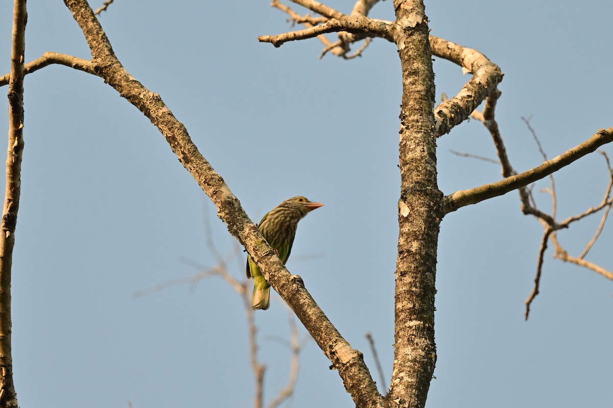 Lineated Barbet - ML638529232
