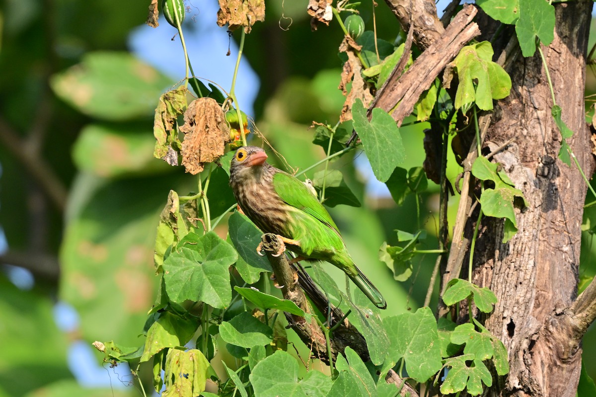 Lineated Barbet - ML638529233