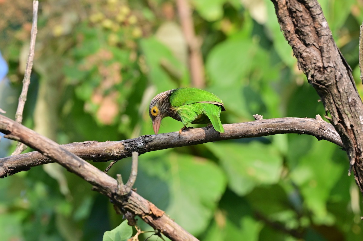 Lineated Barbet - ML638529234