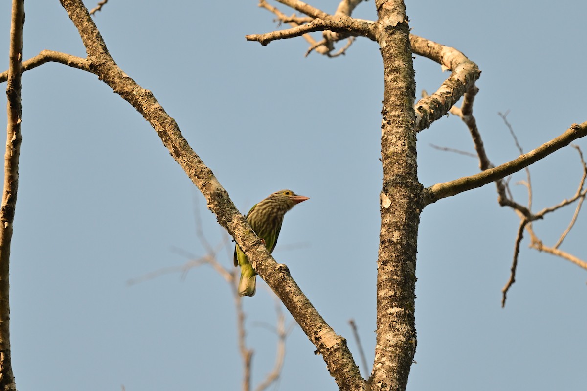 Lineated Barbet - ML638529235