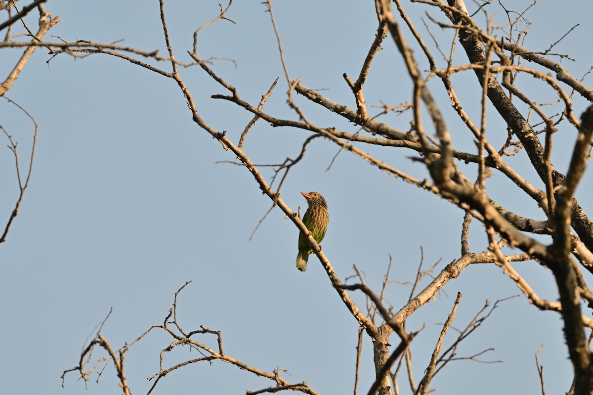 Lineated Barbet - ML638529236