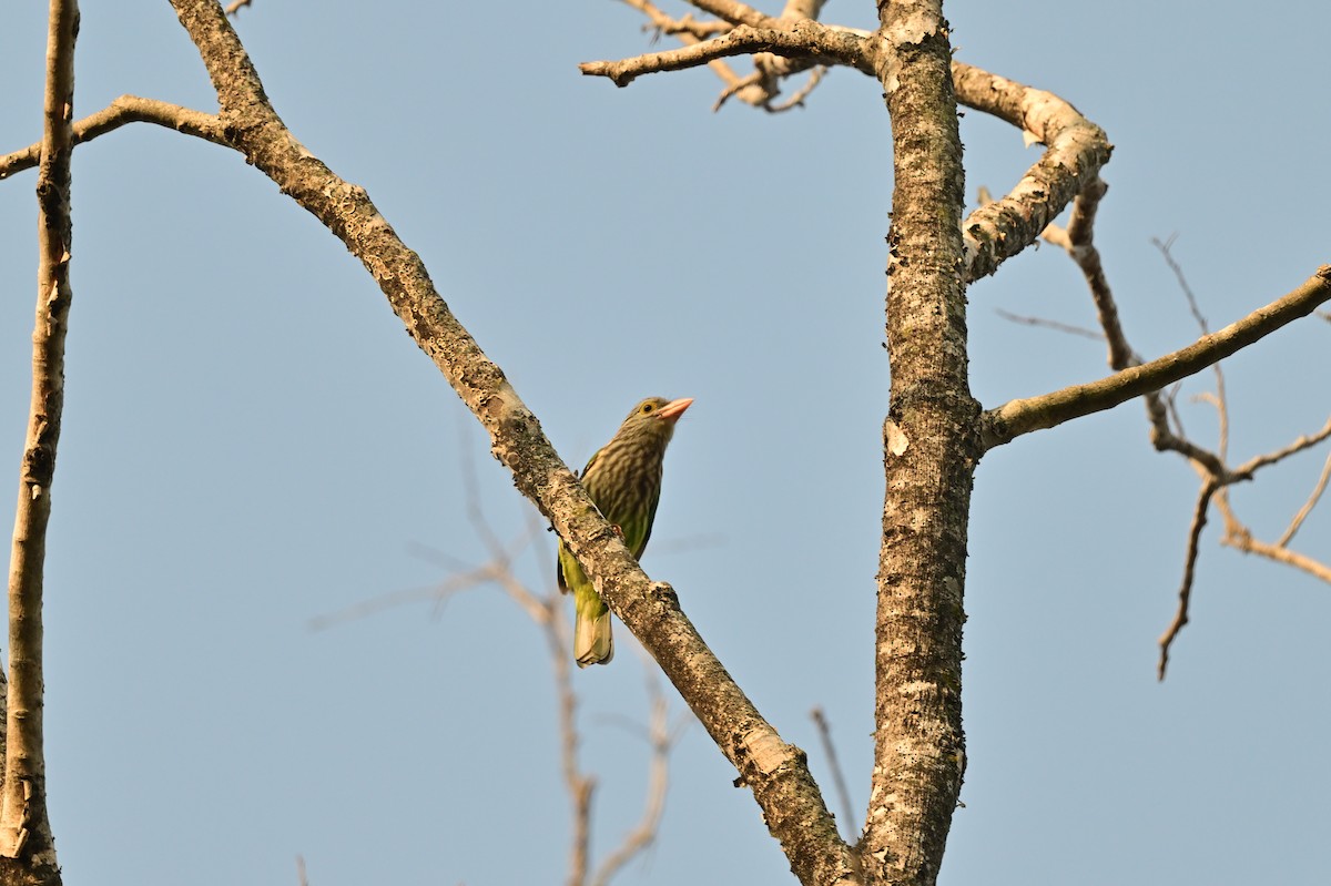 Lineated Barbet - ML638529238