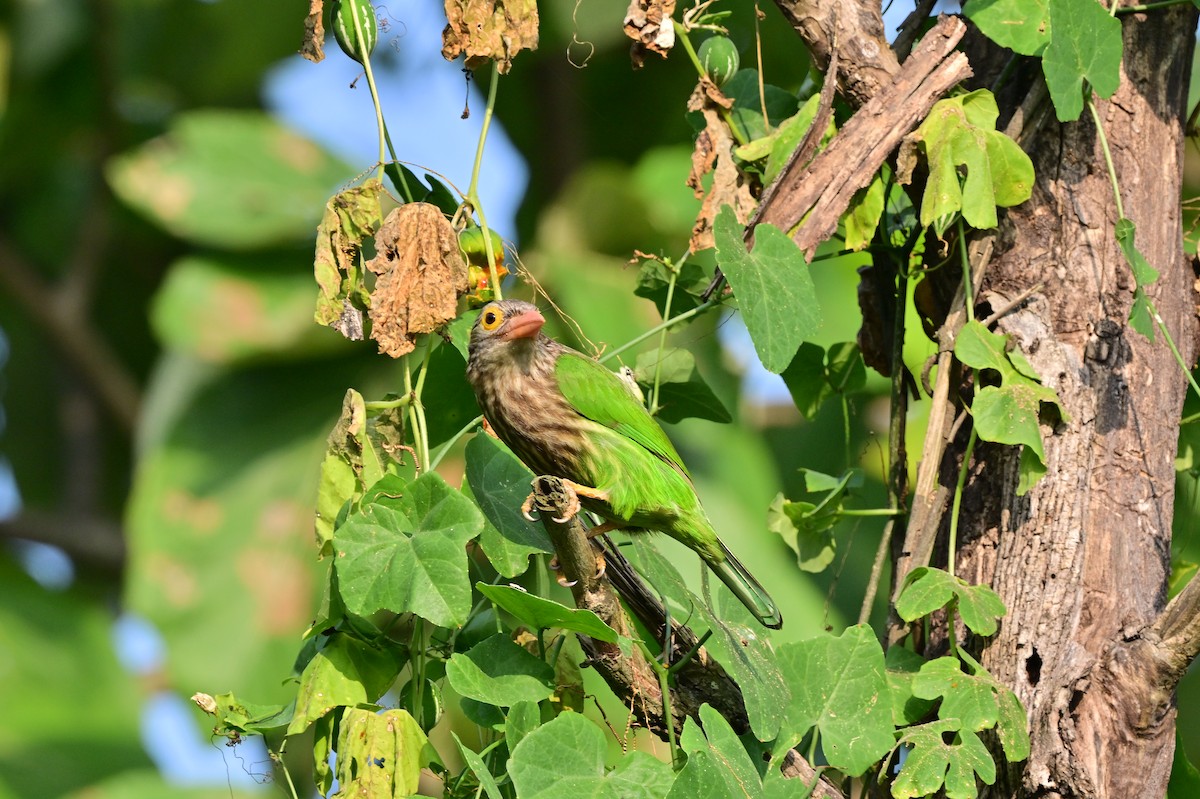 Lineated Barbet - ML638529239