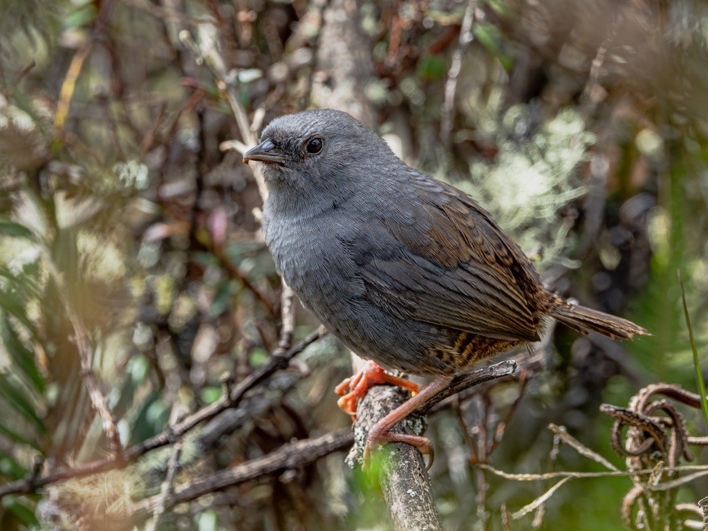 Neblina Tapaculo - ML638529248