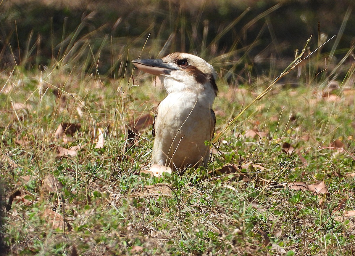 Laughing Kookaburra - ML638529250