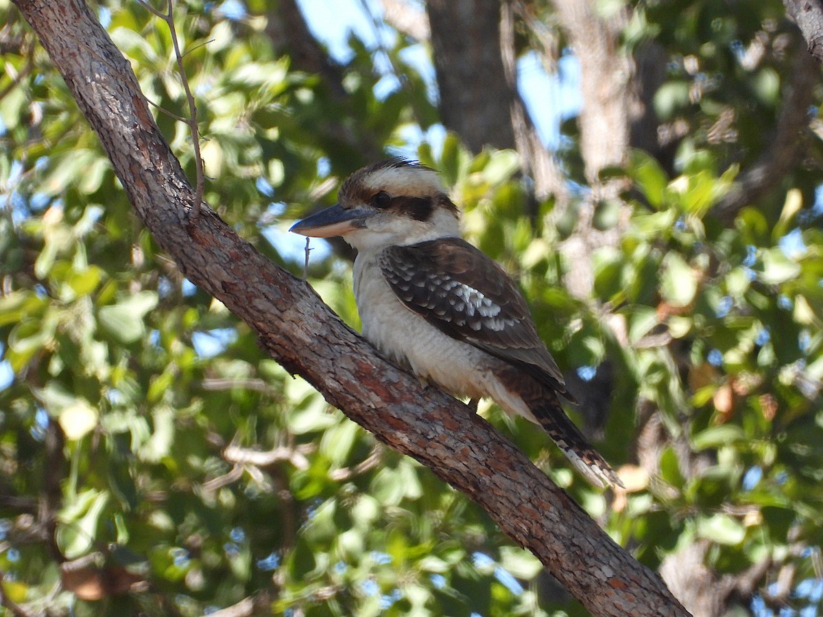 Laughing Kookaburra - ML638529251
