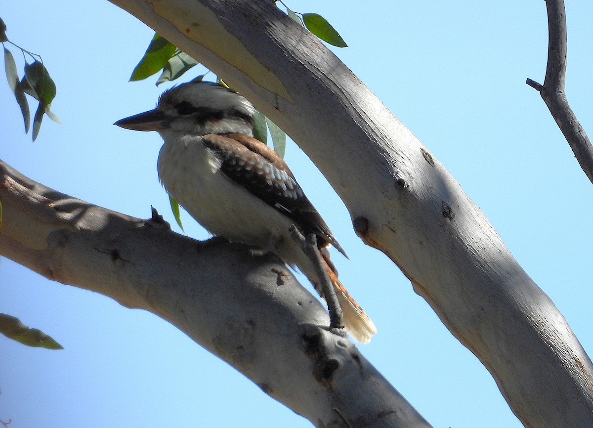 Laughing Kookaburra - ML638529252