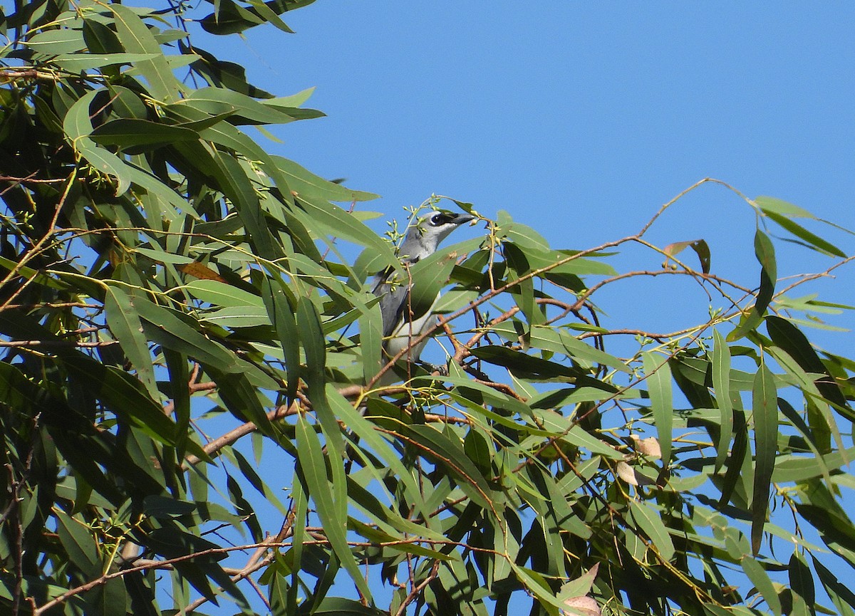 White-bellied Cuckooshrike - ML638529275