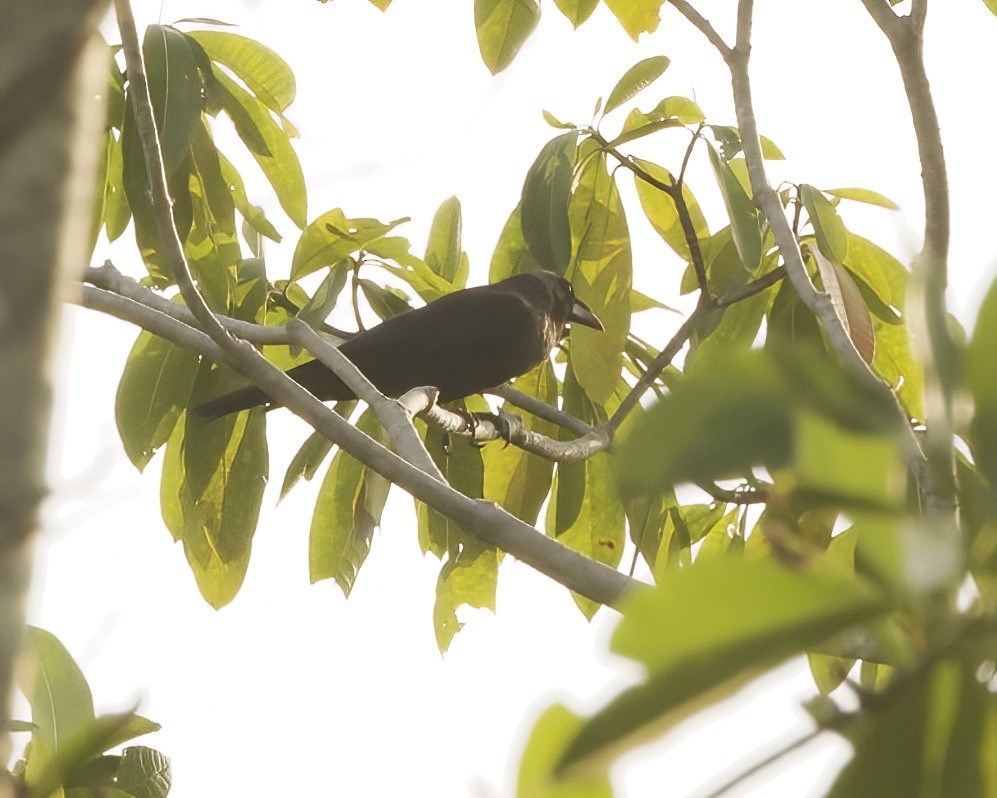 Flores Crow - ML638529276