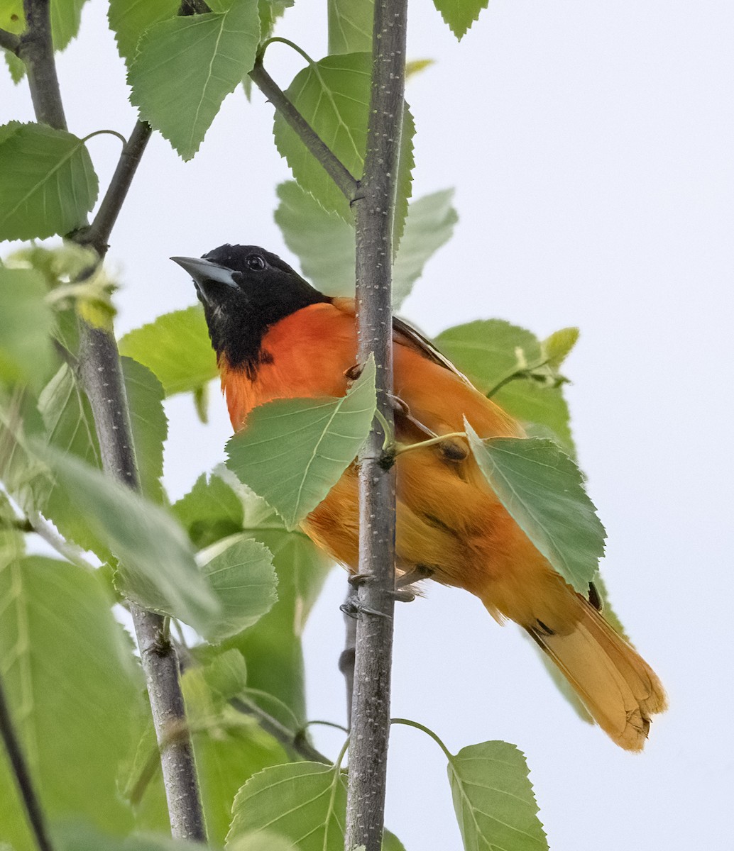 Baltimore Oriole - ML638529288