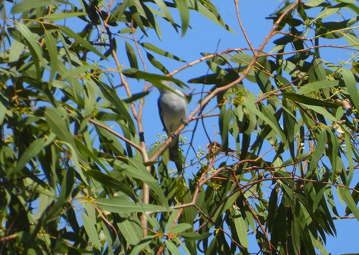 White-bellied Cuckooshrike - ML638529316