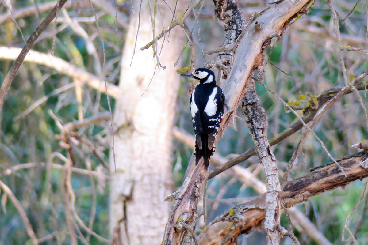 Great Spotted Woodpecker - ML638529342