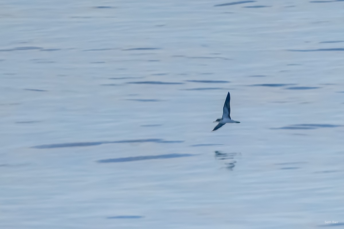 Streaked Shearwater - ML638529346