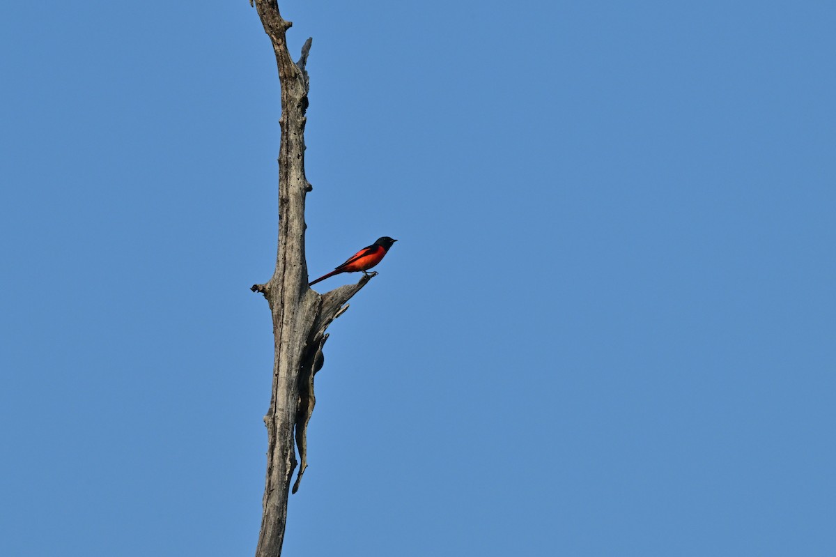 Long-tailed Minivet - ML638529349