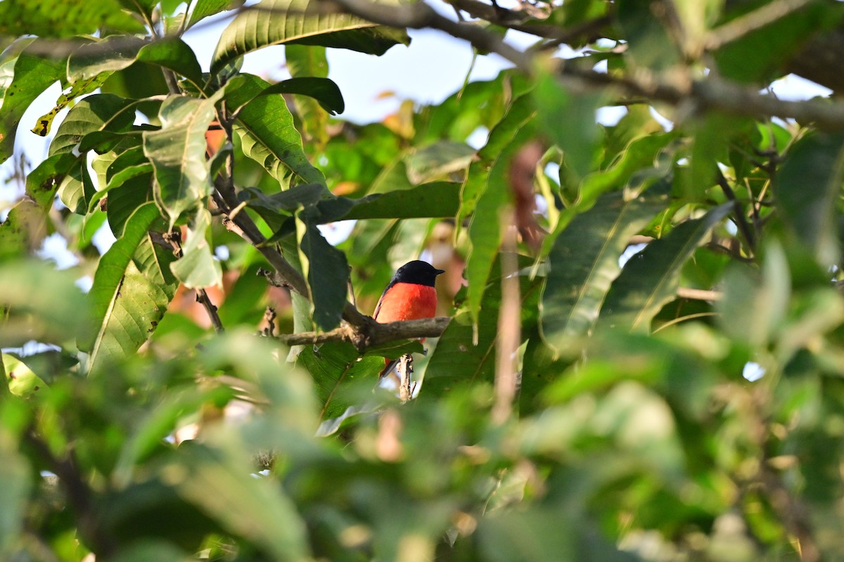 Long-tailed Minivet - ML638529350