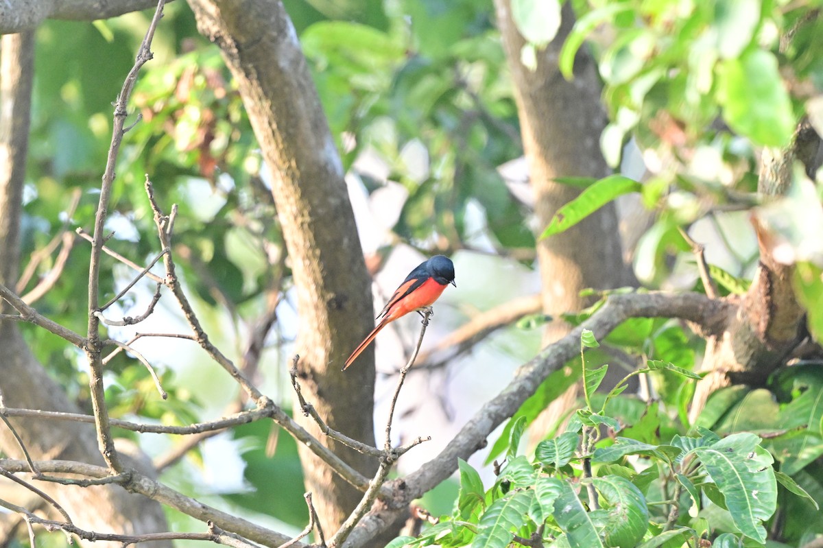 Long-tailed Minivet - ML638529351