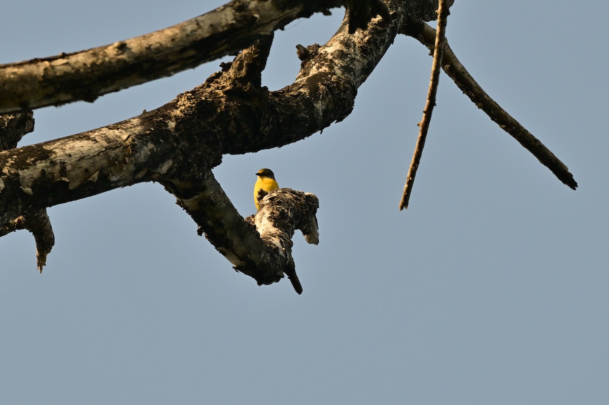 Long-tailed Minivet - ML638529352