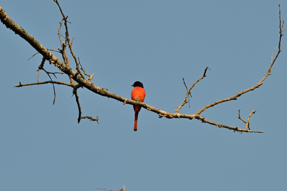 Long-tailed Minivet - ML638529353