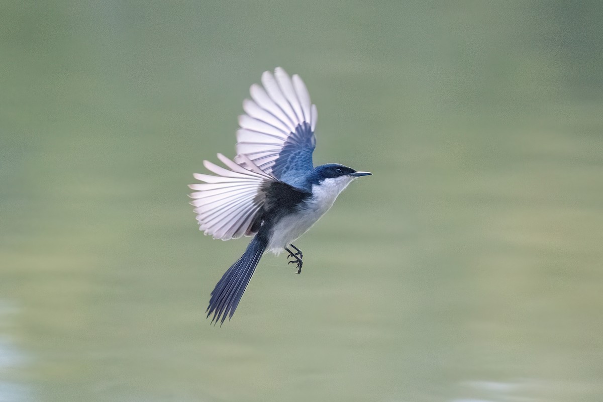 Restless Flycatcher - ML638529356