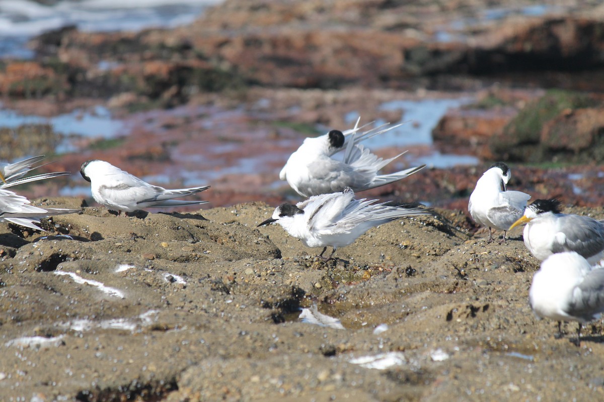 White-fronted Tern - ML638529359