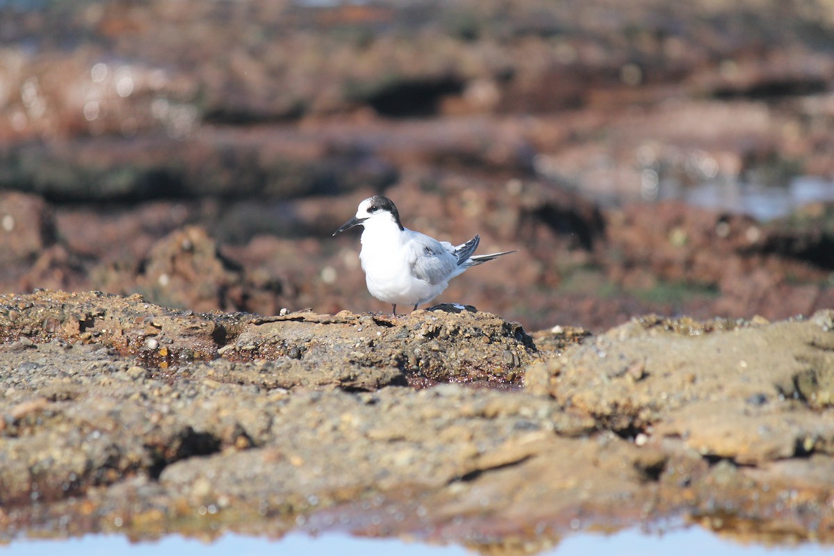 White-fronted Tern - ML638529360