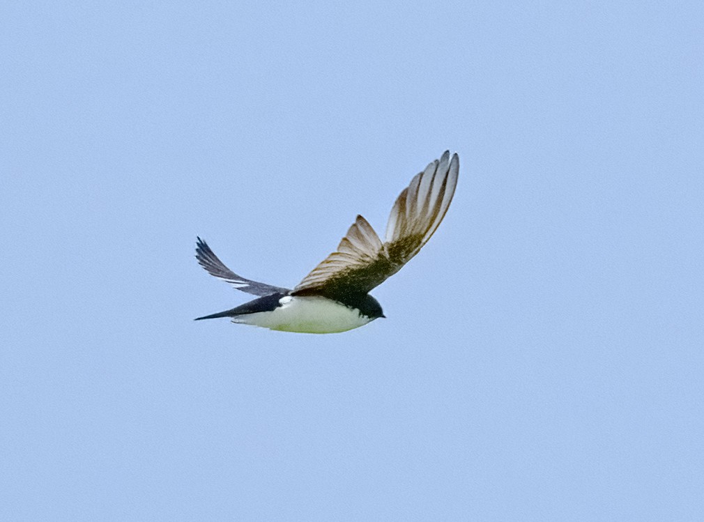 Tree Swallow - ML638529395