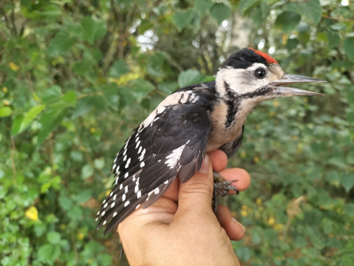 Great Spotted Woodpecker - ML638529412