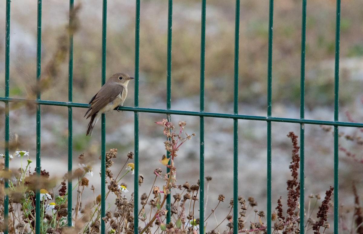 Red-breasted Flycatcher - ML638529416