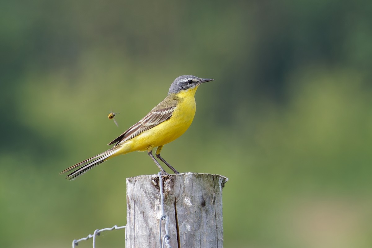 Schafstelze - ML638529449