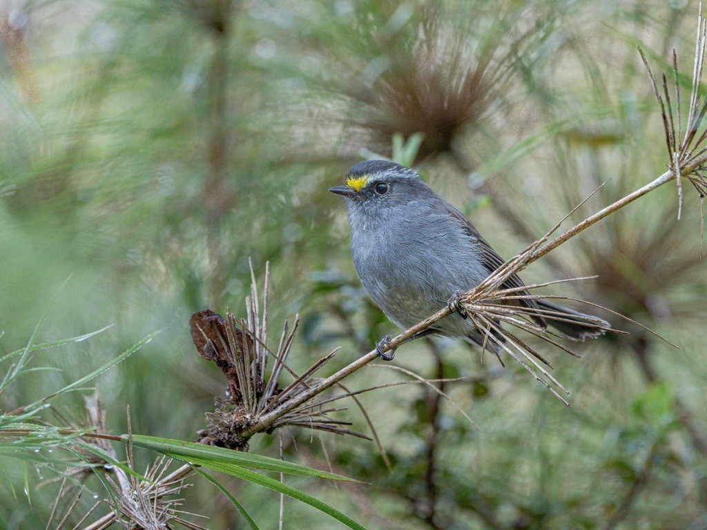 Crowned Chat-Tyrant - ML638529493
