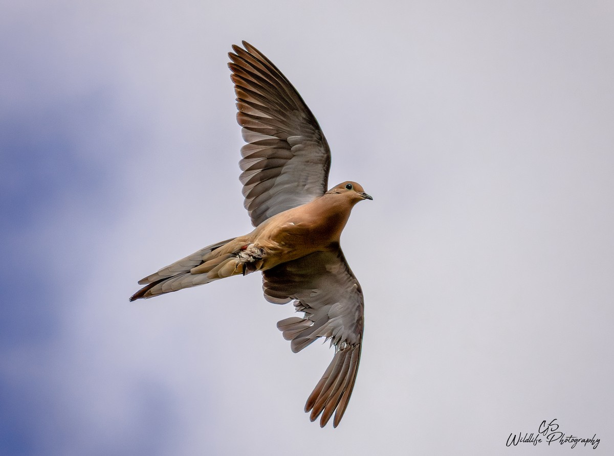 Mourning Dove - ML638529502