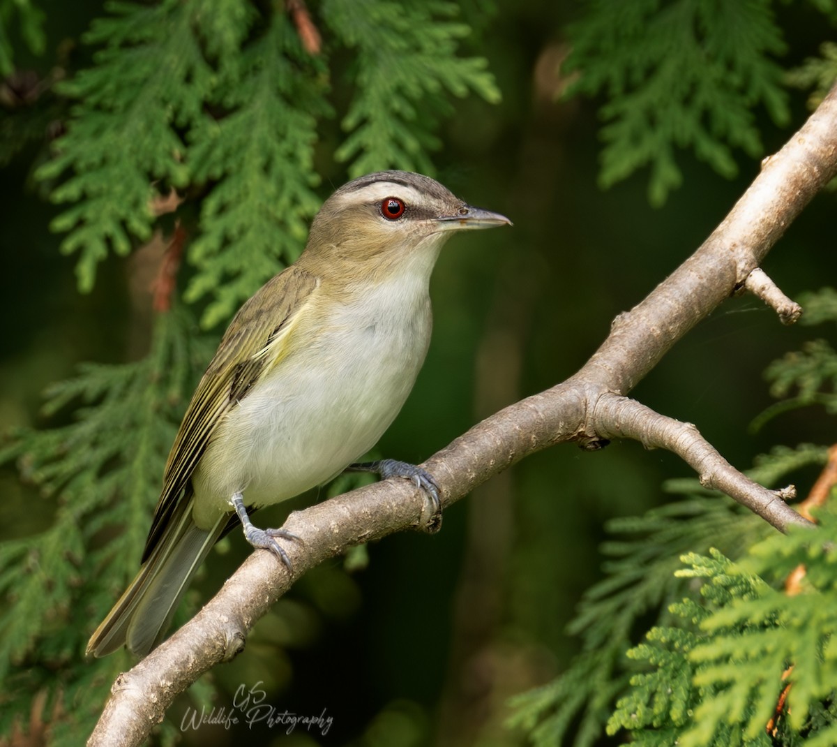 Red-eyed Vireo - ML638529508