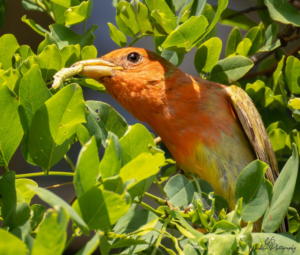 Summer Tanager - ML638529514