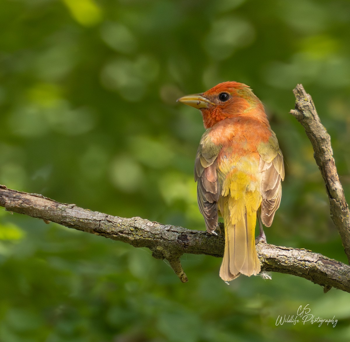 Summer Tanager - ML638529515