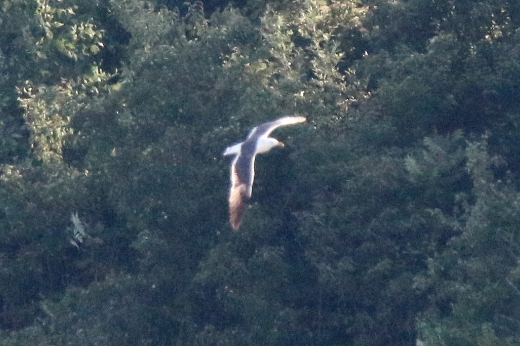 gull sp. - ML638529532