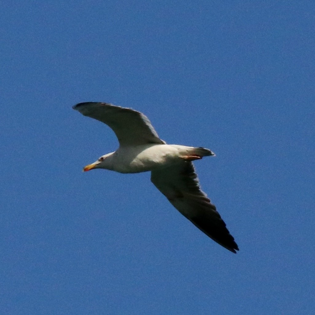 gull sp. - ML638529533