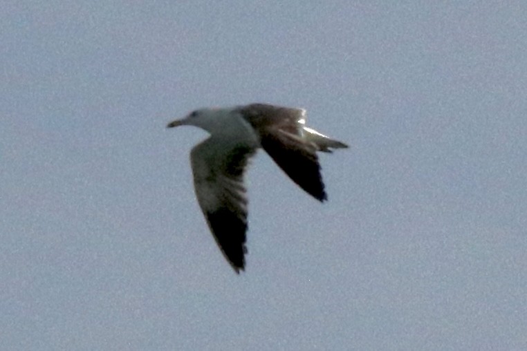 gull sp. - ML638529534