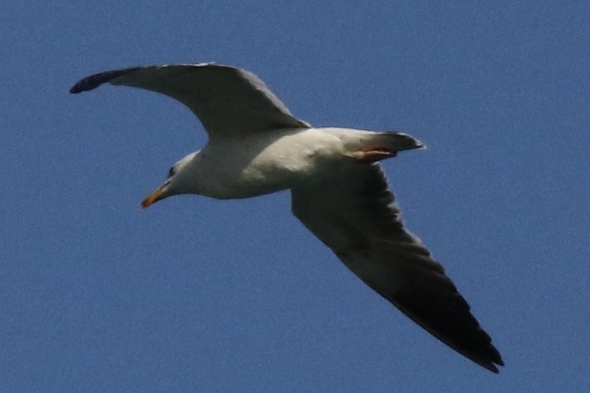 gull sp. - ML638529535