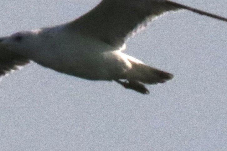 gull sp. - ML638529536