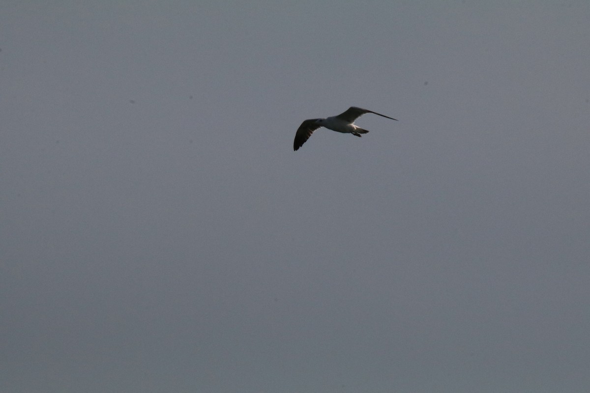 gull sp. - ML638529539