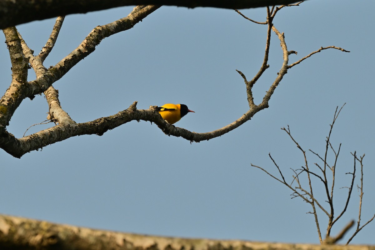 Black-hooded Oriole - ML638529548